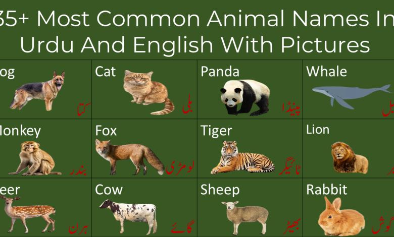 Most Common Animal Names In Urdu And English With Pictures